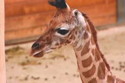Das zwei Wochen alte Giraffenmädchen Kimara.
