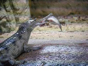 Gharial Training.