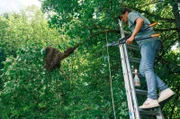 Ausgeschwärmt! Frank Seibert darf einen Bienenschwarm einfangen in einer Lehr- und Forschungsimkerei in Rosenfeld.