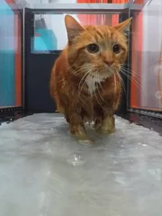 Cat walking on water treadmill.