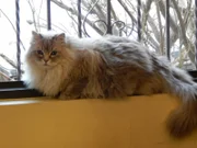 Buzz sitting in a window.