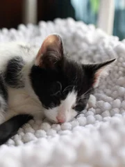 Cat sleeping.