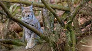 Seit dem Jahr 2000 gibt es wieder Luchse im Harz – einem Auswilderungsprojekt sei Dank.