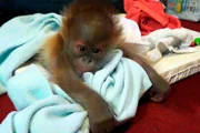 Das Orang-Utan Baby Rieke, geboren im Zoo Berlin.