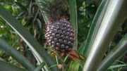 die Ananas