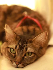 Cat lying down.