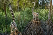 Die Kattas, die sich durch einen schwarz-weißen Ringelschwanz auszeichnen, kommen nur auf Madagaskar vor. Hier mussten sie erst lernen, sich auf den Sisal-Plantagen des Berenty-Naturreservats zurechtzufinden.