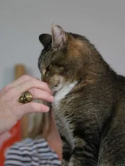 Zachary sniffing Jackson's hand.