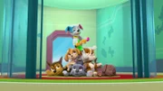 L-R: Chase, Skye, Rocky, Marshall, Rubble, Zuma