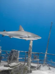 Carcharhinus amblyrhynchos Grauer Riffhai schwimmt entlang eines Wracks im blauen Ozean der Bahamas