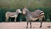 Auch für die Hartmann-Zebras steht heute ein Tierarztbesuch im Tierpark Berlin auf dem Programm