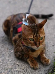 Cheeto laying down on sidewalk near the grass.
