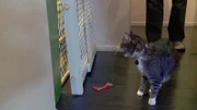 Cat in the house.