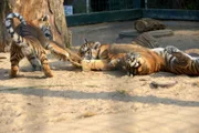 Im Alfred-Brehm-Haus desBerliner Tierparks herrscht noch Mittagsruhe im Revier der sibirischen Tiger. Das wird sich sehr bald ändern, denn hinter den Kulissen bereiten die Tierpflegerinnen Angelika Berkling und Petra Schröder eine Überraschung vor: Jutesäcke mit Holzwolle-Füllung. Während Tigervater Darius sich dem neuen Spielzeug eher vorsichtig nähert, gibt es nebenan kein Halten mehr. Die Tigervierlinge zeigen mit der Holzwolle, was eine sechzehnköpfige Rasselbande so alles drauf hat. - Tigernachwusch spielt mit Jutesack.