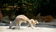 Im Zoo Berlin gab es Nachwuchs bei den Roten Riesenkängurus. Der ist mittlerweile zehn Monate alt, aber noch weiß keiner, ob der kleine Hüpfer ein Junge oder ein Mädchen ist. Heute wird es spannend, denn das Jungtier bekommt seinen Chip.