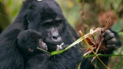 Das acht Wochen alte Baby-Berggorilla Nyakabara wird von ihrer Mutter festgehalten, als sie im Bwindi Impenetrable National Park, Uganda, auf Nahrungssuche geht. Sie ist eines von nur 50 Berggorilla-Babys auf der Welt.