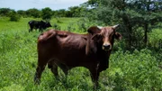 Brahma Bulls grazing in lush green pasture meadow pasture