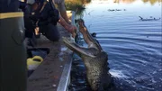 Forrest Galante Feeding An Alligator