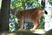 Luchs steht auf Felsen, Blick in Kamera