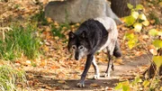 A medium size Gray Wolf in Northern British Columbia.