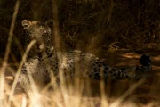 Ein seltener Blick auf einen Kalahari-Leoparden - die anpassungsfähigste der großen Katzen. Aber die Kalahari ist selbst für einen Leoparden kein einfacher Ort zum Leben.