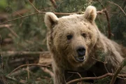 Europäischer Braunbär, in der Nähe von Sarikamis, Osttürkei. Die Wälder hier beheimatet eine der höchsten Populationsdichte von Braunbären. Unsere Kameras halfen Wissenschaftlern zu verstehen, wie die Bären überleben und wie sie miteinander interagieren.