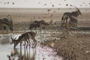Springbock, Oryx und Finkenlerchen - nur einige der Hunderte von Tieren, die sich an einem einzigen Wasserloch in Etosha, Namibia, versammeln. Auf dem Höhepunkt der Trockenzeit reicht bereits ein Wassertropfen aus, um eine große Anzahl von normalerweise einsamen Tieren zum Trinken anzulocken.