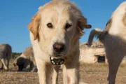 Herdenschutzhund mit Kamera, Südfrankreich. Unsere Kameras waren mit Infrarot-Rotlicht ausgestattet, um die Interaktionen der Hunde mit den Wölfen bei Nacht filmen zu können.