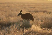 Wenn gegen Abend die Hitze im australischen Outback nachlässt, beginnen die Kängurus mit der Futtersuche.