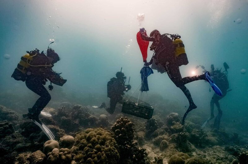 Einsame Atolle - Unbekannte Tiefen – Ein Forschungsabenteuer im Indischen Ozean (D/A, 2023)