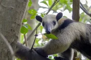 Lange galt es unter Tropenbiologen als unmöglich, einmal abgeholzte Wälder zurückzubringen. Trotzdem begannen Naturschützer in Costa Rica mit ihrer Mission Tropenwald. Der Tamandua, ein Ameisenbär, ist ein Bewohner der wieder aufgeforsteten Wälder.