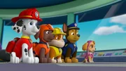 L-R: Marshall, Zuma, Rubble, Chase, Skye