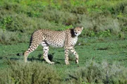 Gepard, Serengeti.