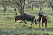 Gnus, Serengeti.