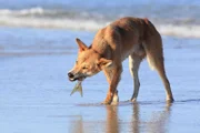 Ein Dingo frisst einen Fisch am Strand von Fraser Island.