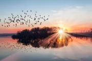 Birds silhouettes flying above the lake against sunset