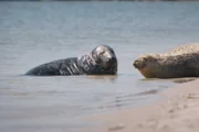 Auf Helgoland verbringen Kegelrobben, Seehunde und Möven gemeinsam Zeit am Strand.