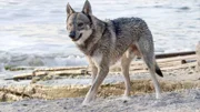 Ein Wolfhund auf der Suche nach einem neuen Revier.