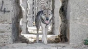 Ein Wolfhund in einem römischen Aquädukt im Belgrader Wald.