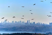 Störche fliegen über den europäischen Teil Istanbuls, dem modernen Istanbul.
