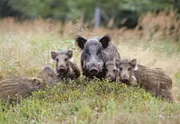 Familienbande: Die Wildschwein-Mutter beschützt ihre Frischlinge energisch. Diese Jungtiere verlieren schon allmählich ihr typisches Streifenfell der ersten Lebensmonate.