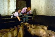 Auf dem Bauernhof erhofft sich Peter (Peter Lustig) Informationen darüber, wie man Schweine artgerecht hält, denn er ist sich nicht sicher, ob sein Schwein Hildegard in seinem Garten auch alles hat, was es braucht.