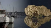 Die beschauliche Häfen an den Nordseeküsten sind lukrative Routen für den Cannabishandel.