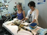 In Belize kommen die Passagiere Bettina und Eva auf Belizes Festland nach einer Stunde Fahrt in der Wildtierklinik an. Dr. Isabelle begrüßt die Tierarzthelferinnen, die bislang eher Katzen und Hunde auf ihrem Behandlungstisch hatten. Hier ist der Patient ein Leguan mit gebrochenem Rücken und Penisprolaps.