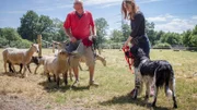 Training mit Schafen - Mugford setzt seine Farmtiere für die Therapie mit schwierigen Hunden ein.