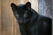 ARD/rbb ZOOBABIES (3), "Geschichten aus dem Zoo Berlin und dem Tierpark Berlin", am Freitag (26.09.14) um 11:35 Uhr im ERSTEN. Schneeleopard Altai muss heute mutig sein. Er hat ein Treffen mit den zwei Schwarzen Panthern in der Futterküche. Die sind nur einen Tag jünger als Altai. Schwarze Panther und Schneeleoparden sind in Asien verbreitet. Der Schwarze Panther im feuchtwarmen Thailand, Malaysia oder auf Java, der Schneeleopard hingegen lebt in Hochgebirgen wie dem Himalaya oder dem Hindukusch. - Junger schwarzer Pather in der Futterküche.