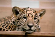 Die Jaguardrillinge Atiero, Jumanes und Valdivia - knapp acht Wochen alt - werden täglich gewogen. Die Pfleger im Tierpark Berlin können somit kontrollieren, wie sich die Drei entwickeln. - Eines der Jaguarbabys