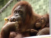 ARD/rbb ZOOBABIES (9), "Geschichten aus dem Zoo Berlin und dem Tierpark Berlin", am Dienstag (07.10.14) um 11:35 Uhr im ERSTEN. Die kleine Satu kommt mit allen Familienmitgliedern gut aus. Orang-Utan-Mütter pflegen lange eine enge Bindung zu ihrem Nachwuchs, sodass sie nur alle sechs bis acht Jahre ein Jungtier bekommen. - Orang Utan Mädchen Satu und ihre Mama Mücke werden mit ungesüßten Plätzchen und Schokobananen verwöhnt.