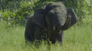 Auf Inseln werden viele Tiere kleiner, wie die Borneo-Zwergelefanten.