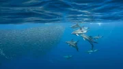 Delfine umkreisen einen Sardinenschwarm